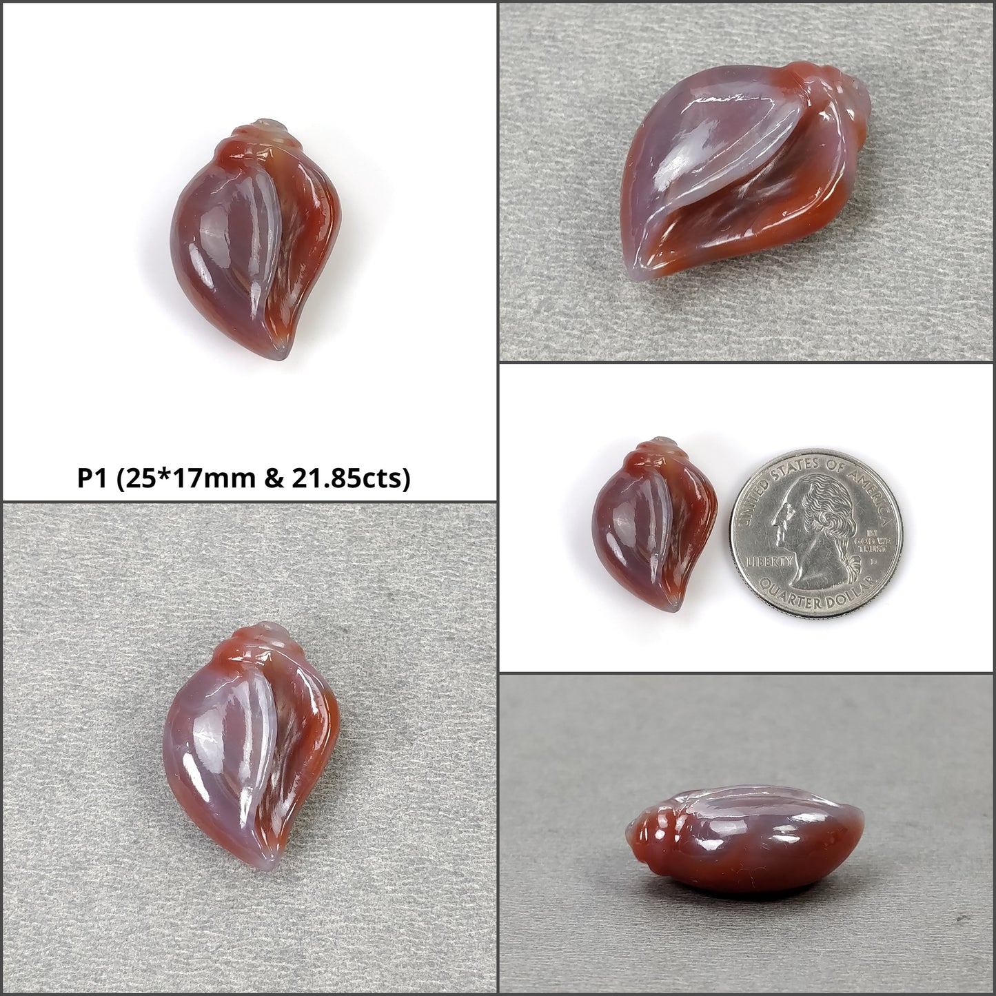 Sea Shell
