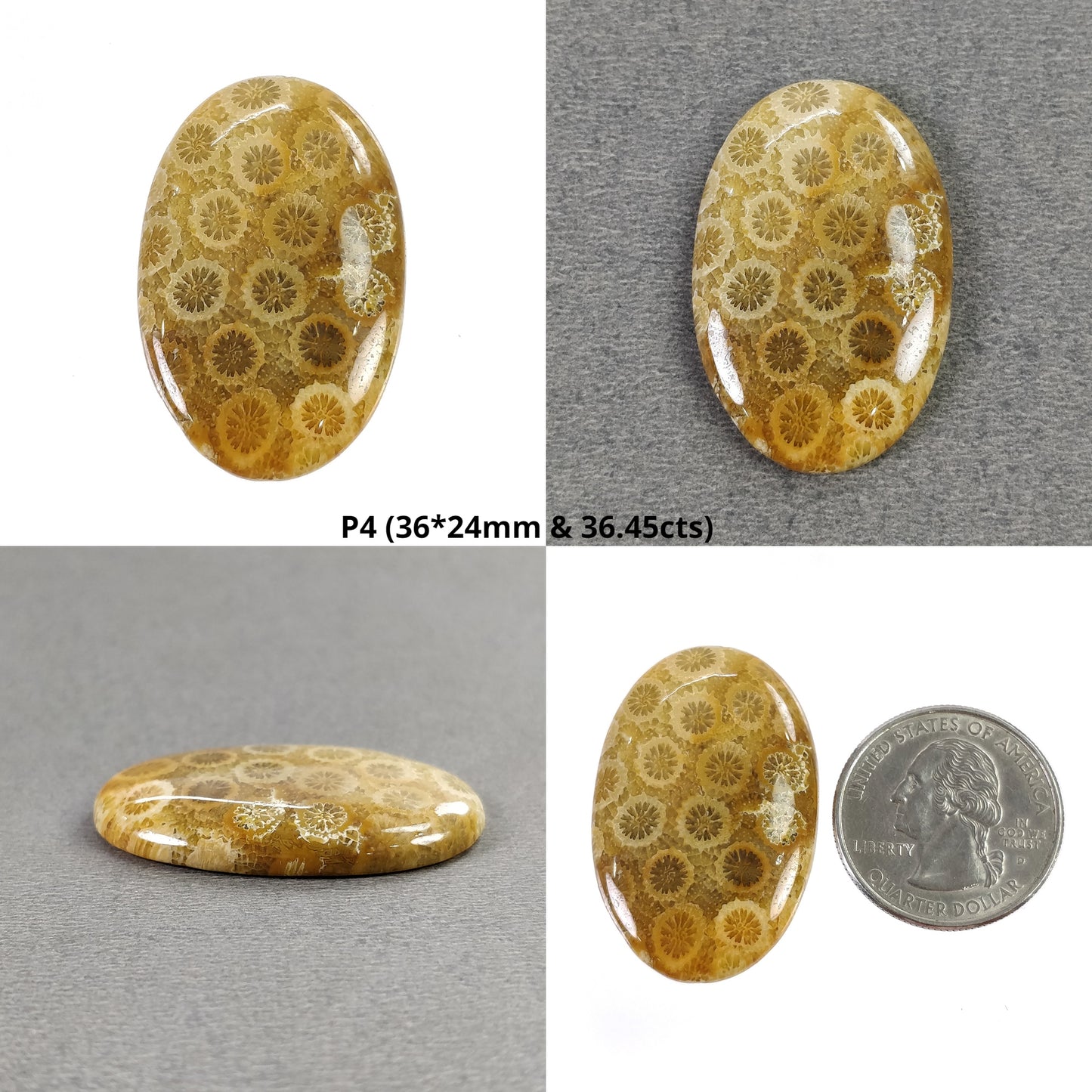 Fossil Coral Cabochon