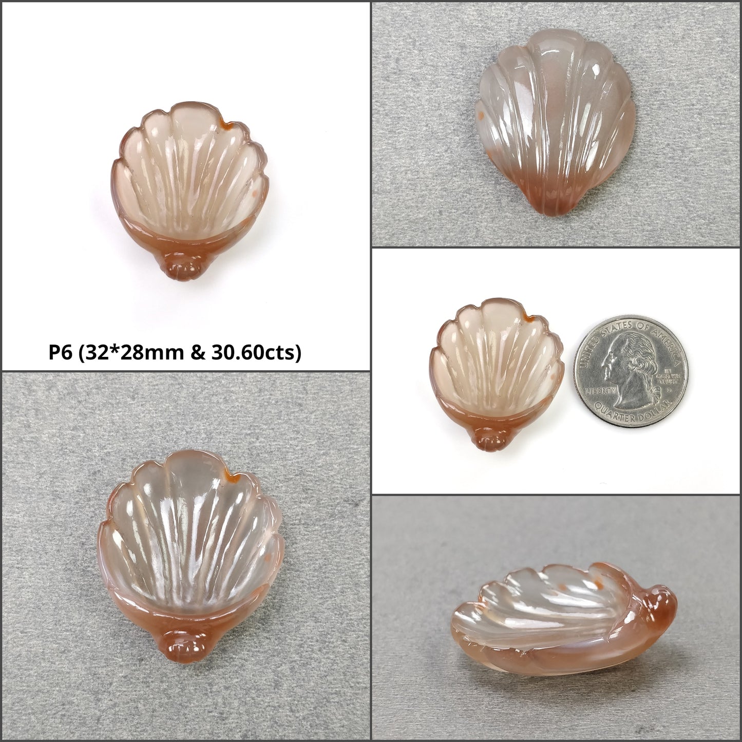 Orange Sea Shell
