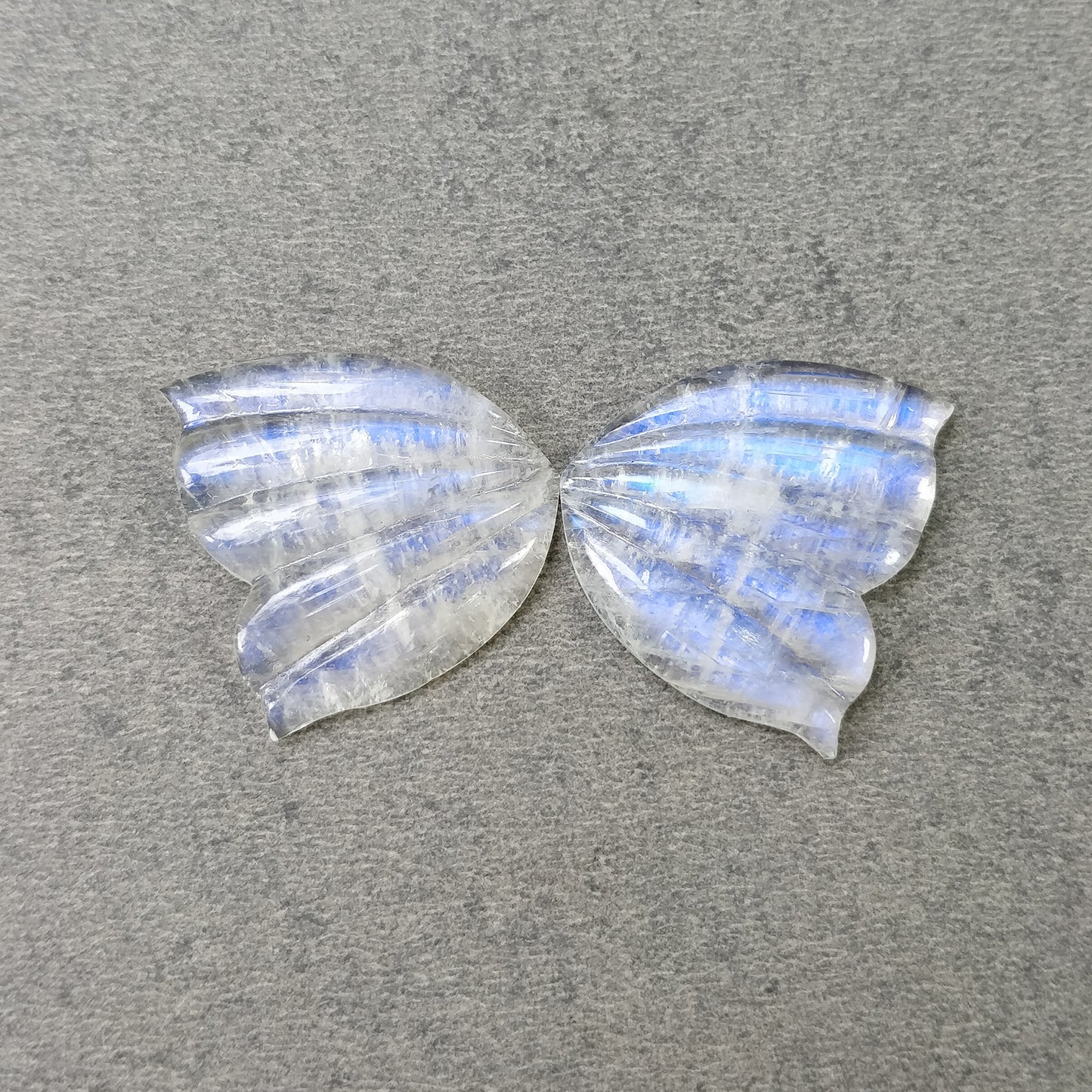 Butterfly's Pair