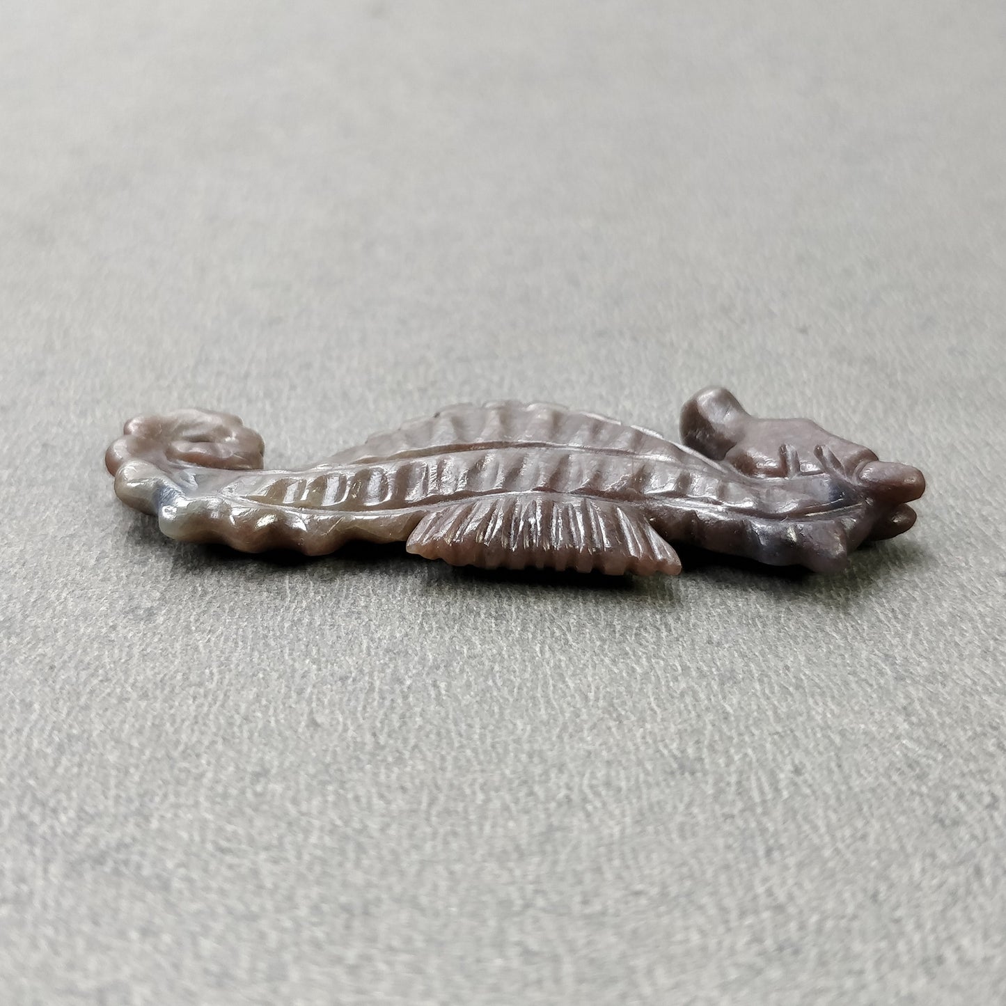 Sea Horse