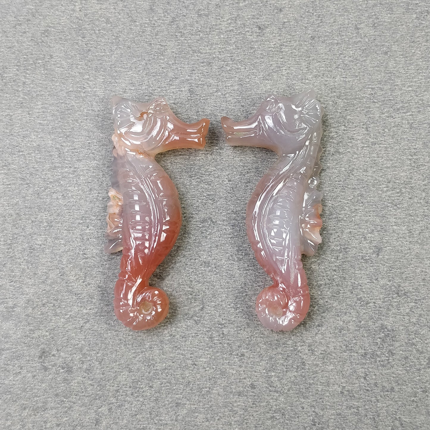 Sea Horse
