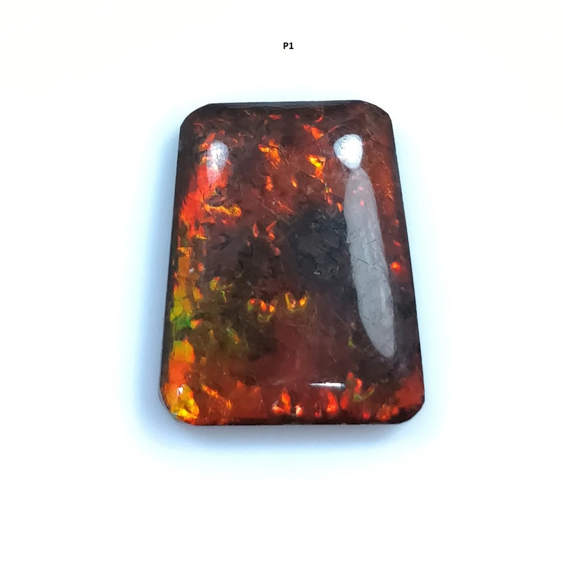 Bi-Color Ammolite