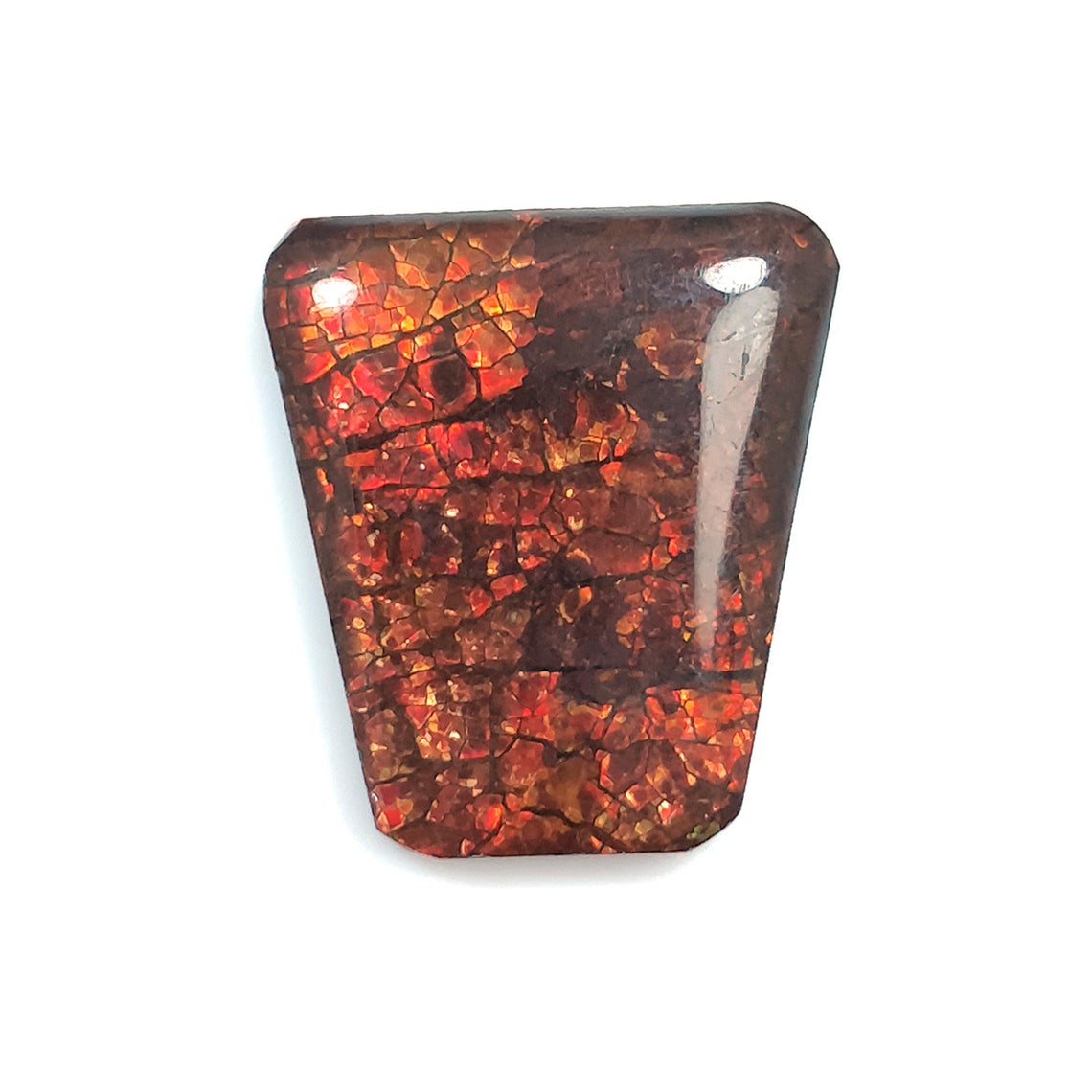 Rare Fire AMMOLITE Gemstone Cabochon : Natural Fossilized Shell Bi-Color Ammolite Uneven Shape Cabochon 1pc (With Video)