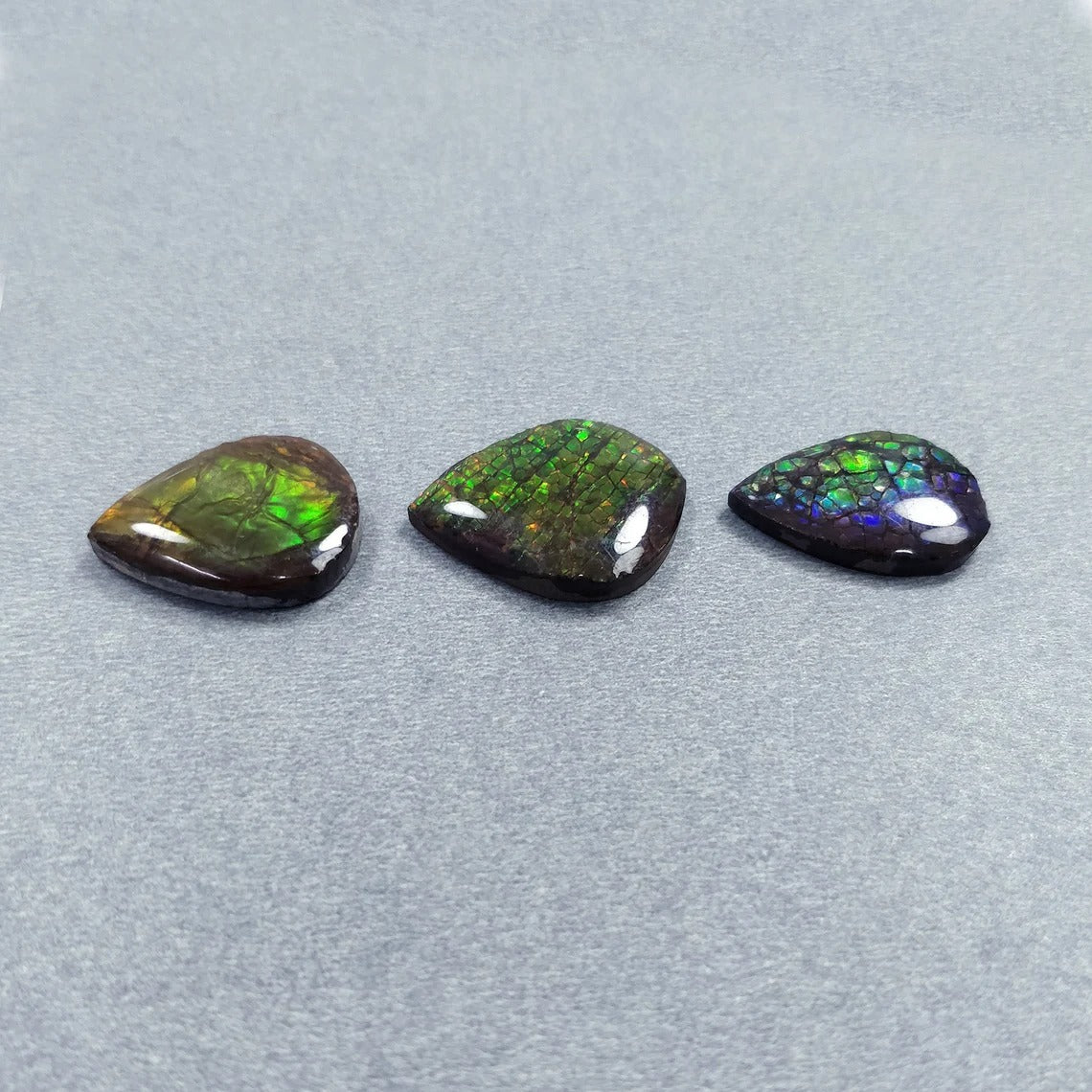 Bi-Color Ammolite