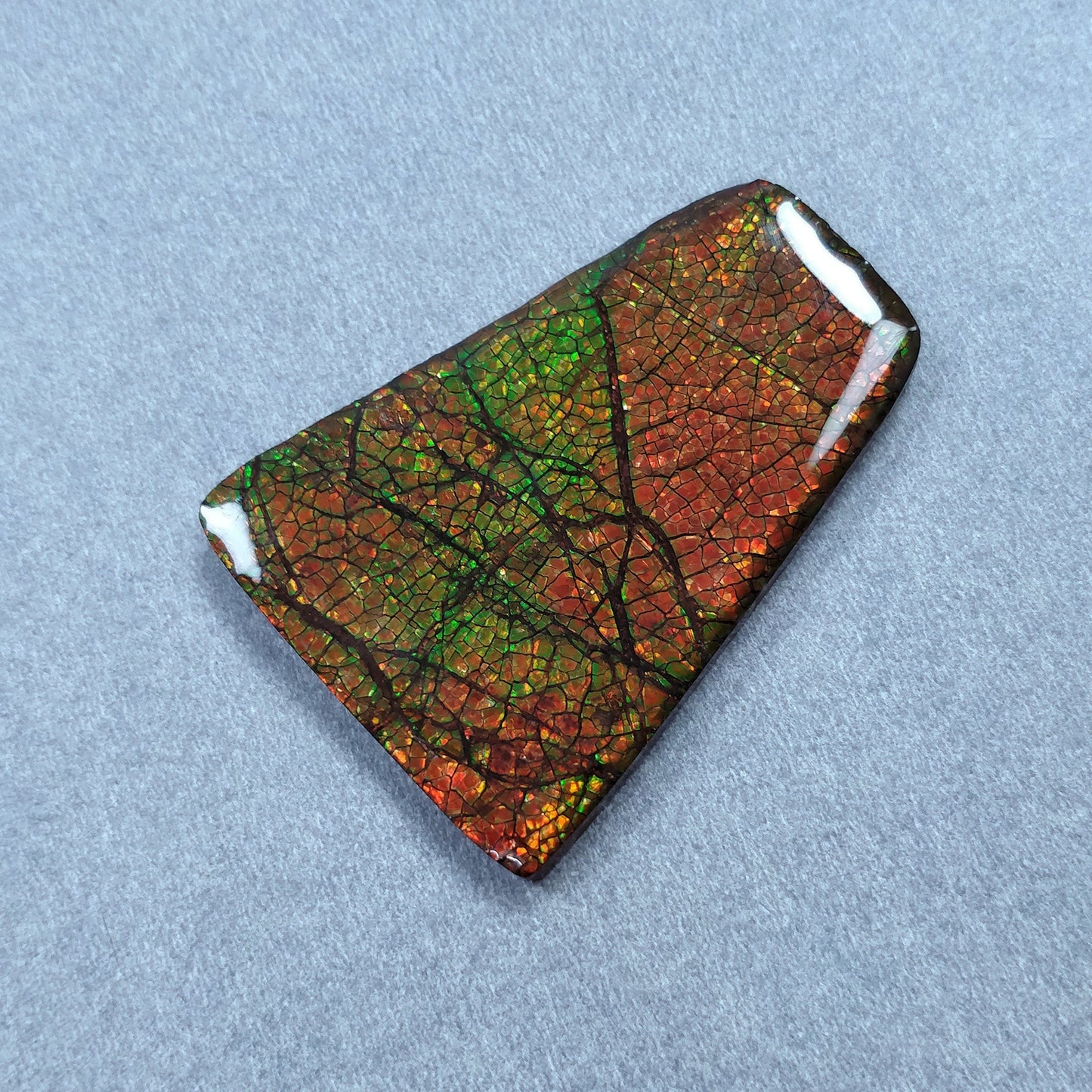 AMMOLITE Gemstone Cabochon : 80.00cts Natural Fossilized Shell Bi-Color Ammolite Uneven Shape Cabochon 46.5*35mm (With Video)
