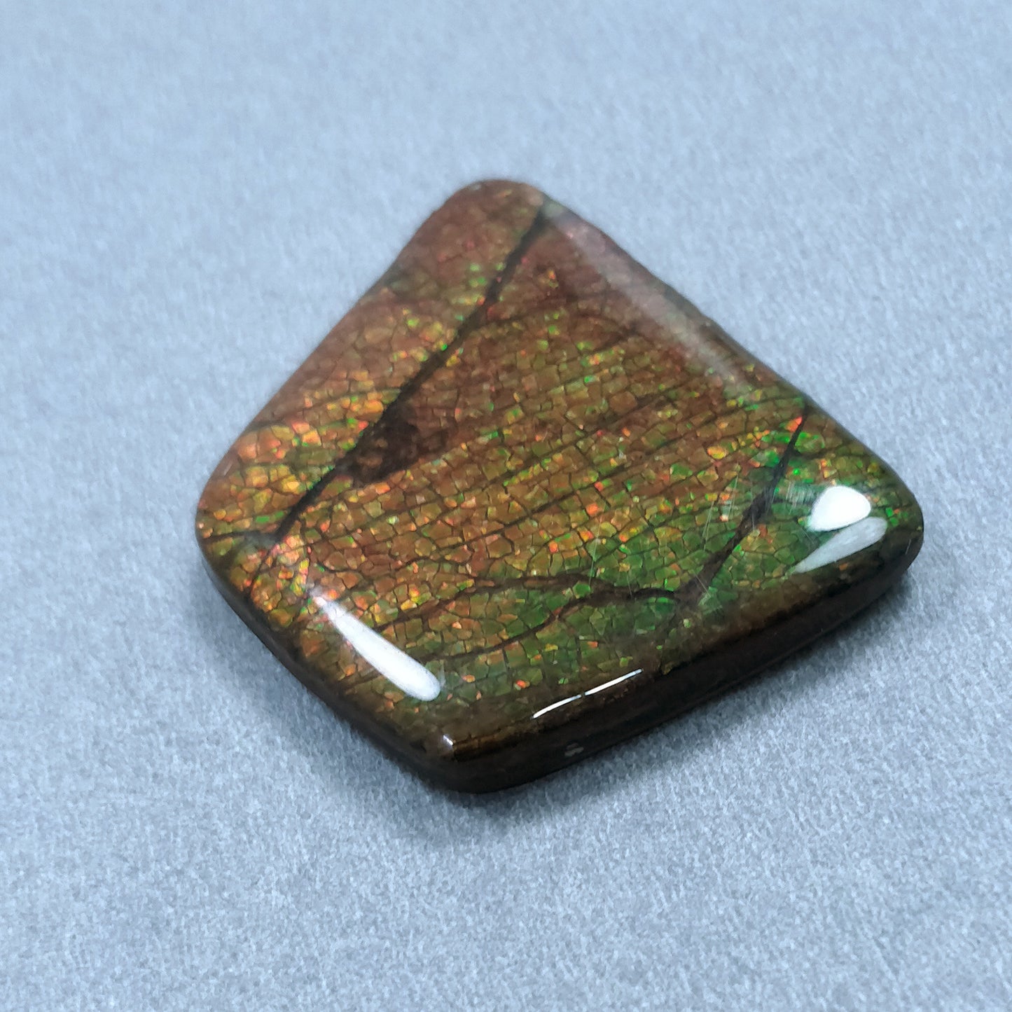 AMMOLITE Gemstone Cabochon : 56.90cts Natural Fossilized Shell Bi-Color Ammolite Trapezium Shape Cabochon 29*36mm (With Video)