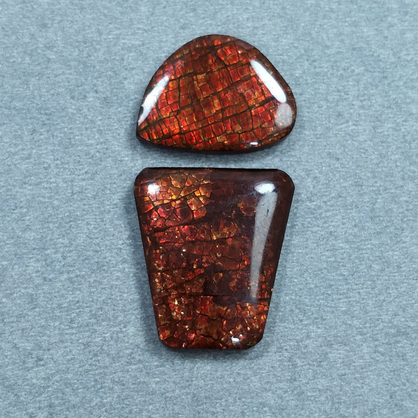 Rare Fire AMMOLITE Gemstone Cabochon : Natural Fossilized Shell Bi-Color Ammolite Uneven Shape Cabochon 1pc (With Video)