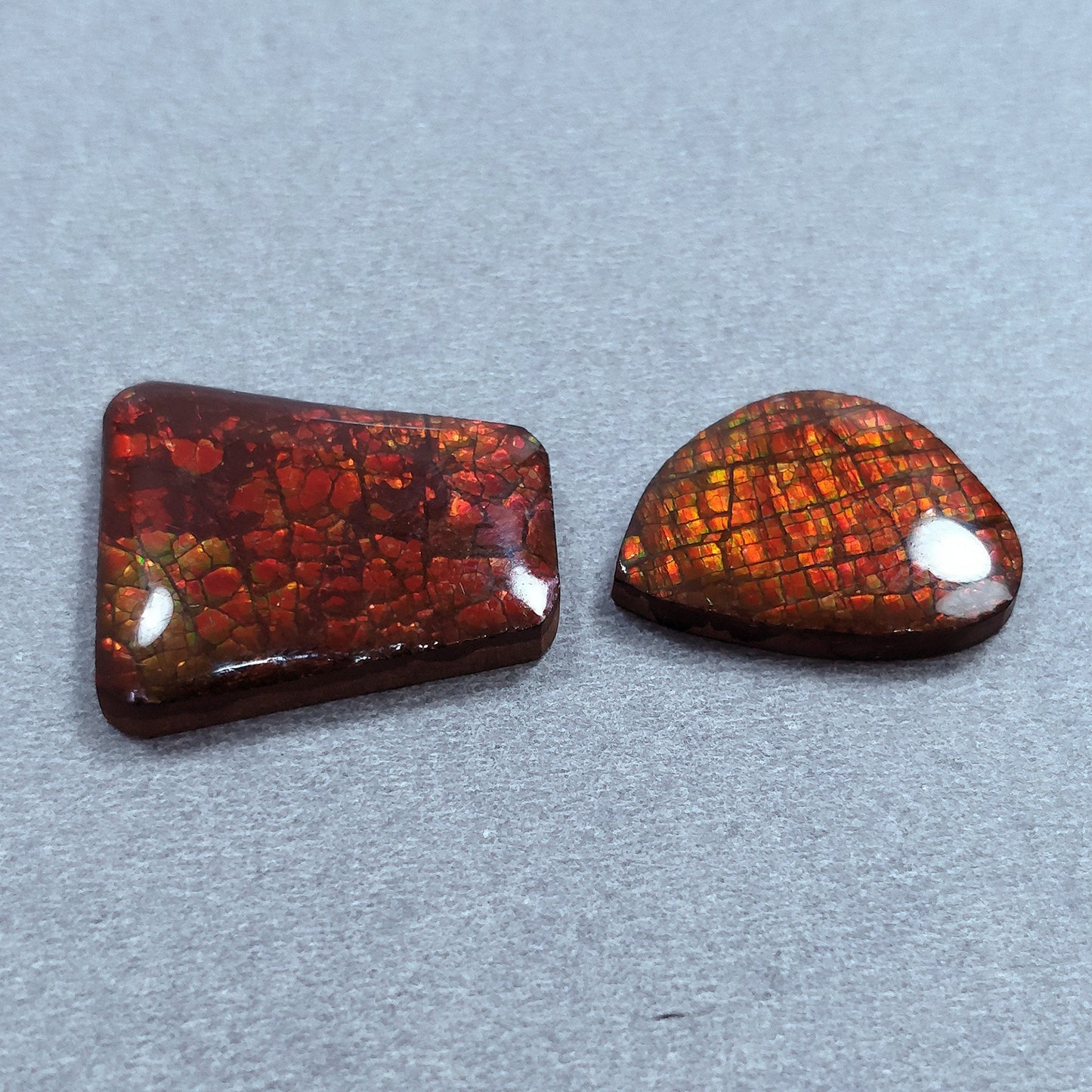 Rare Fire AMMOLITE Gemstone Cabochon : Natural Fossilized Shell Bi-Color Ammolite Uneven Shape Cabochon 1pc (With Video)