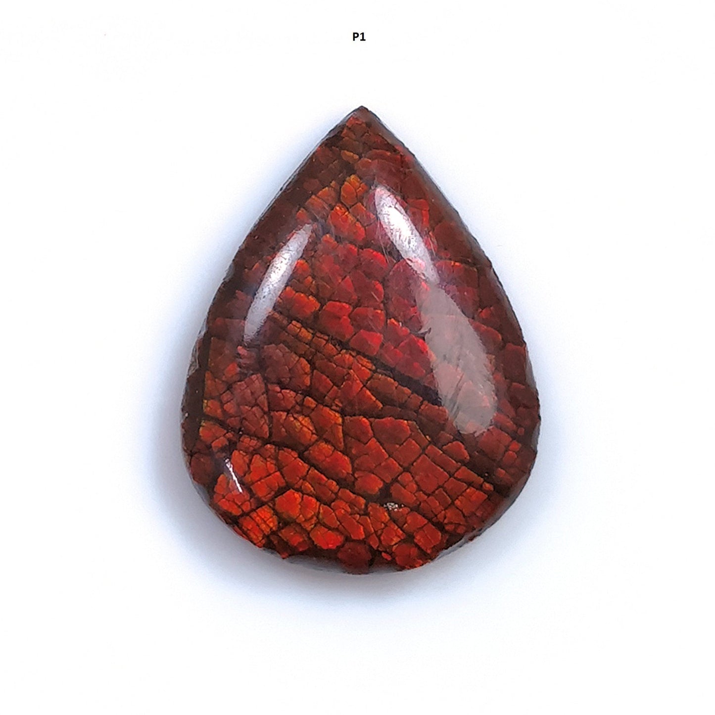 Rare Fire AMMOLITE Gemstone Cabochon : Natural Fossilized Shell Bi-Color Ammolite Pear Shape Cabochon 1pc (With Video)