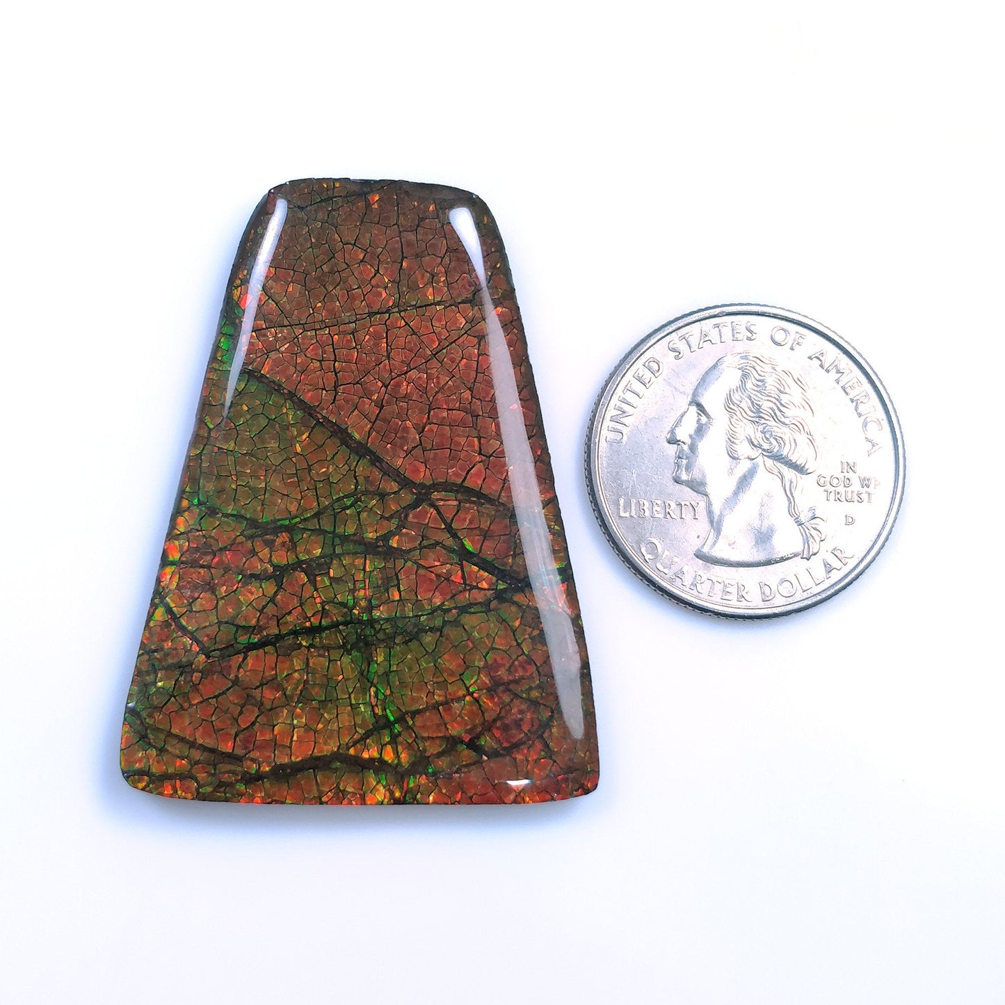 AMMOLITE Gemstone Cabochon : 80.00cts Natural Fossilized Shell Bi-Color Ammolite Uneven Shape Cabochon 46.5*35mm (With Video)