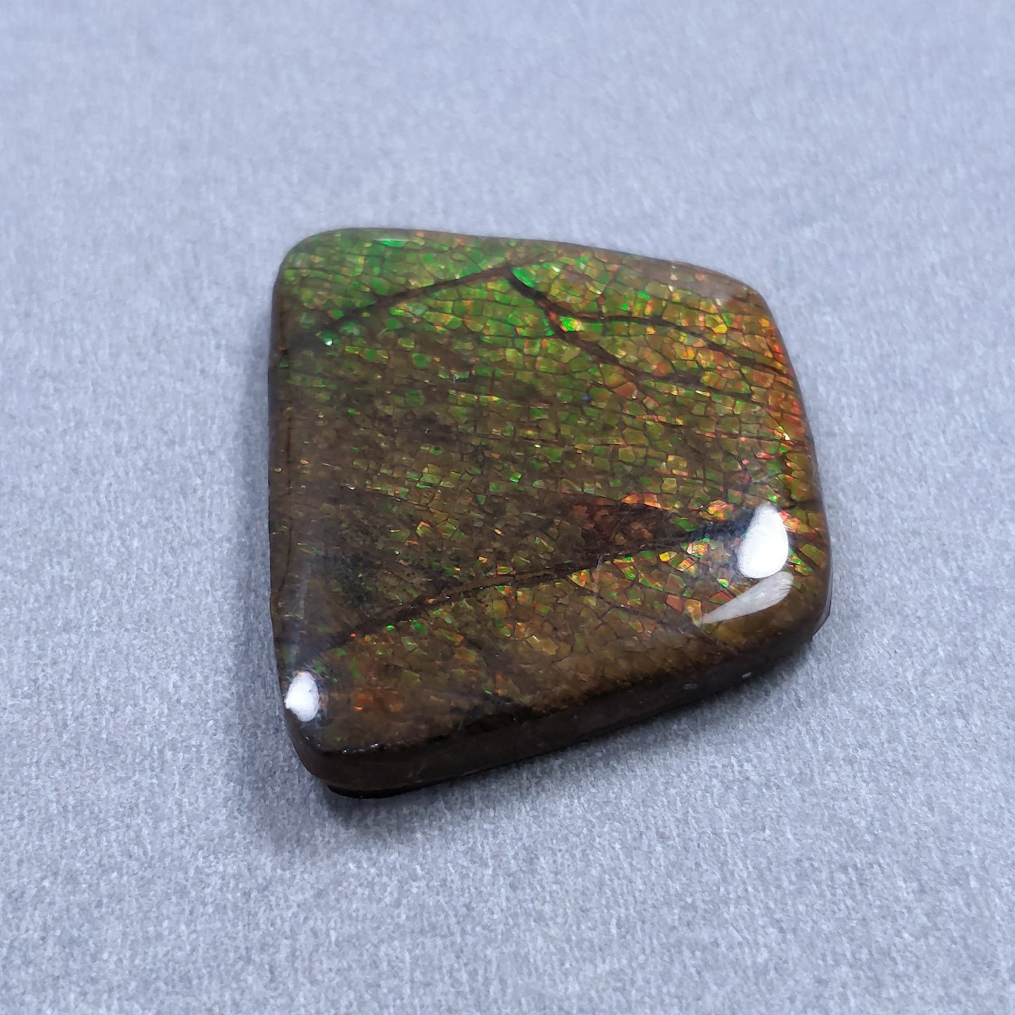 AMMOLITE Gemstone Cabochon : 56.90cts Natural Fossilized Shell Bi-Color Ammolite Trapezium Shape Cabochon 29*36mm (With Video)
