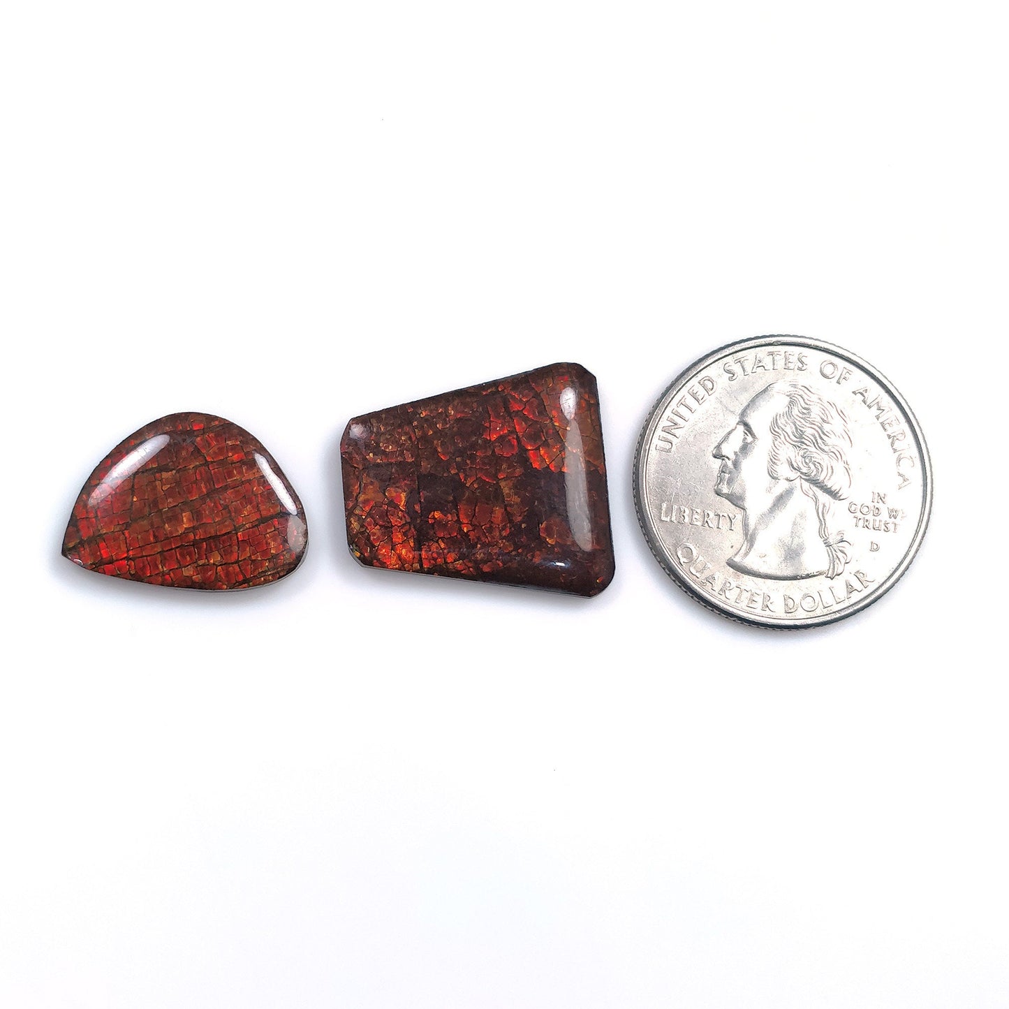 Rare Fire AMMOLITE Gemstone Cabochon : Natural Fossilized Shell Bi-Color Ammolite Uneven Shape Cabochon 1pc (With Video)