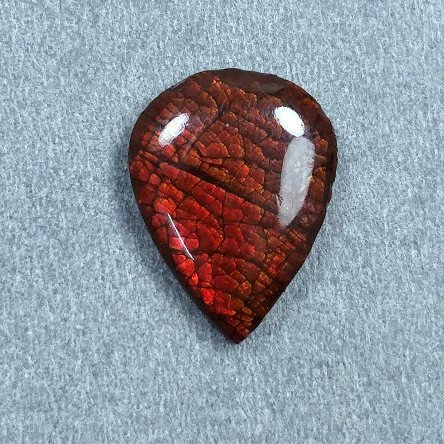 Rare Fire AMMOLITE Gemstone Cabochon : Natural Fossilized Shell Bi-Color Ammolite Pear Shape Cabochon 1pc (With Video)