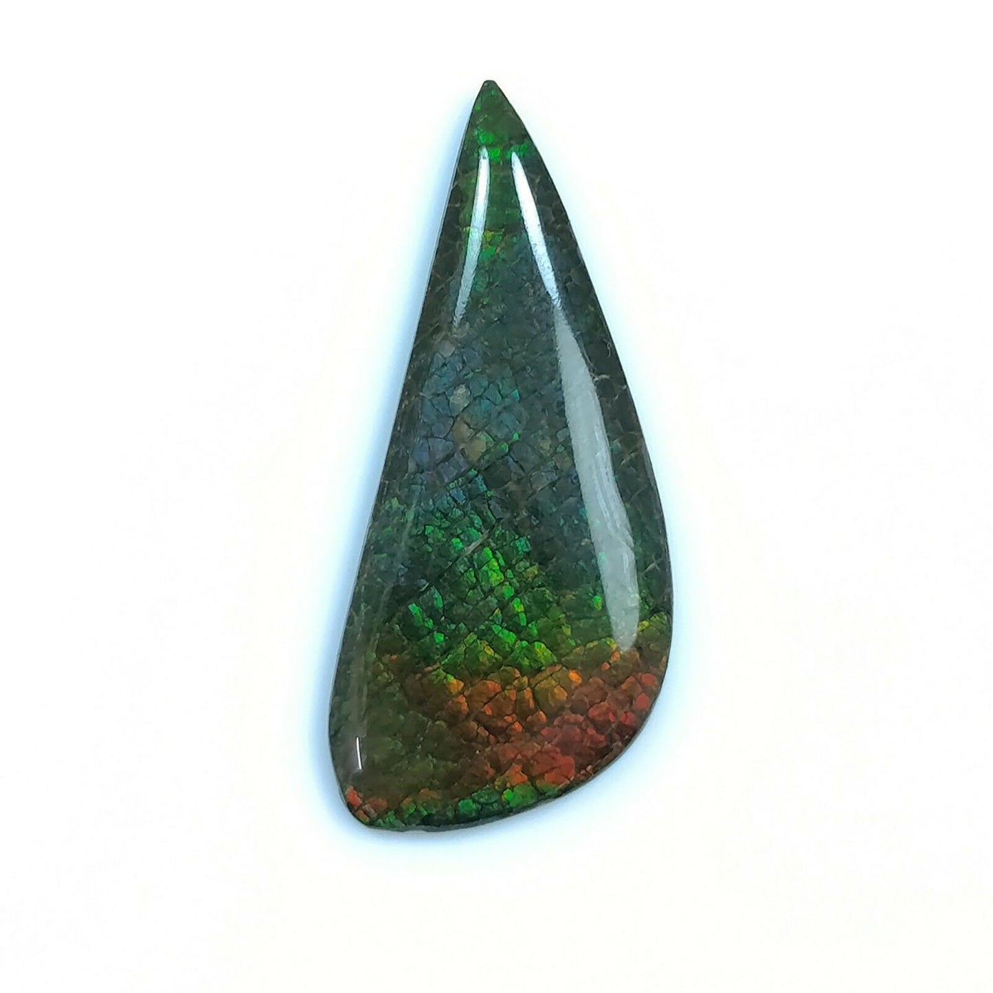 Multi Color Ammolite