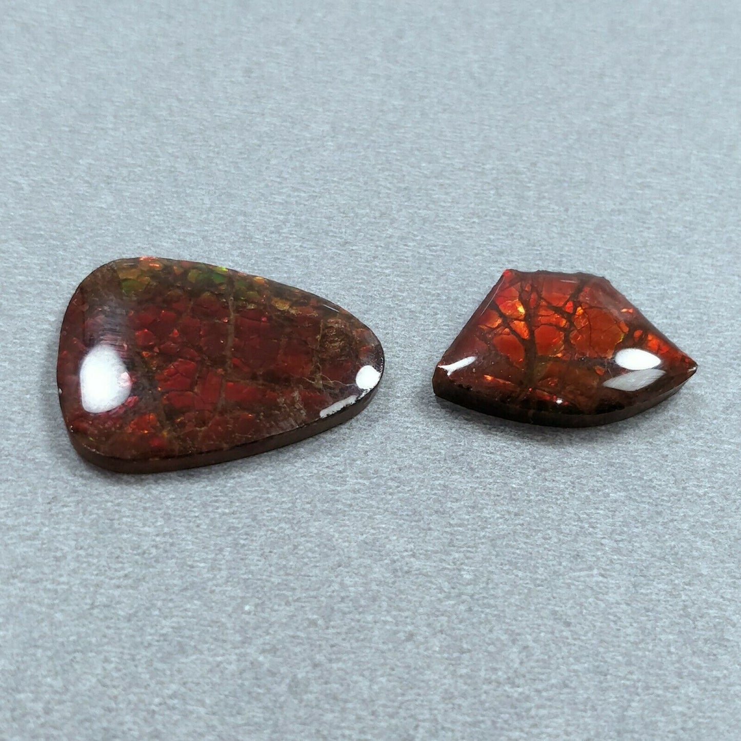 Bi-Color Ammolite