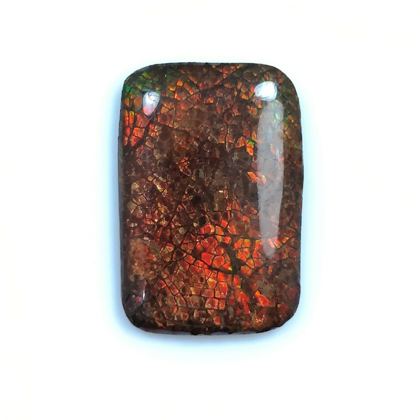 AMMOLITE Gemstone Cabochon : Natural Fossilized Shell Bi-Color Ammolite Pear Shape Cabochon 21*14.5mm - 22*16mm 1pc