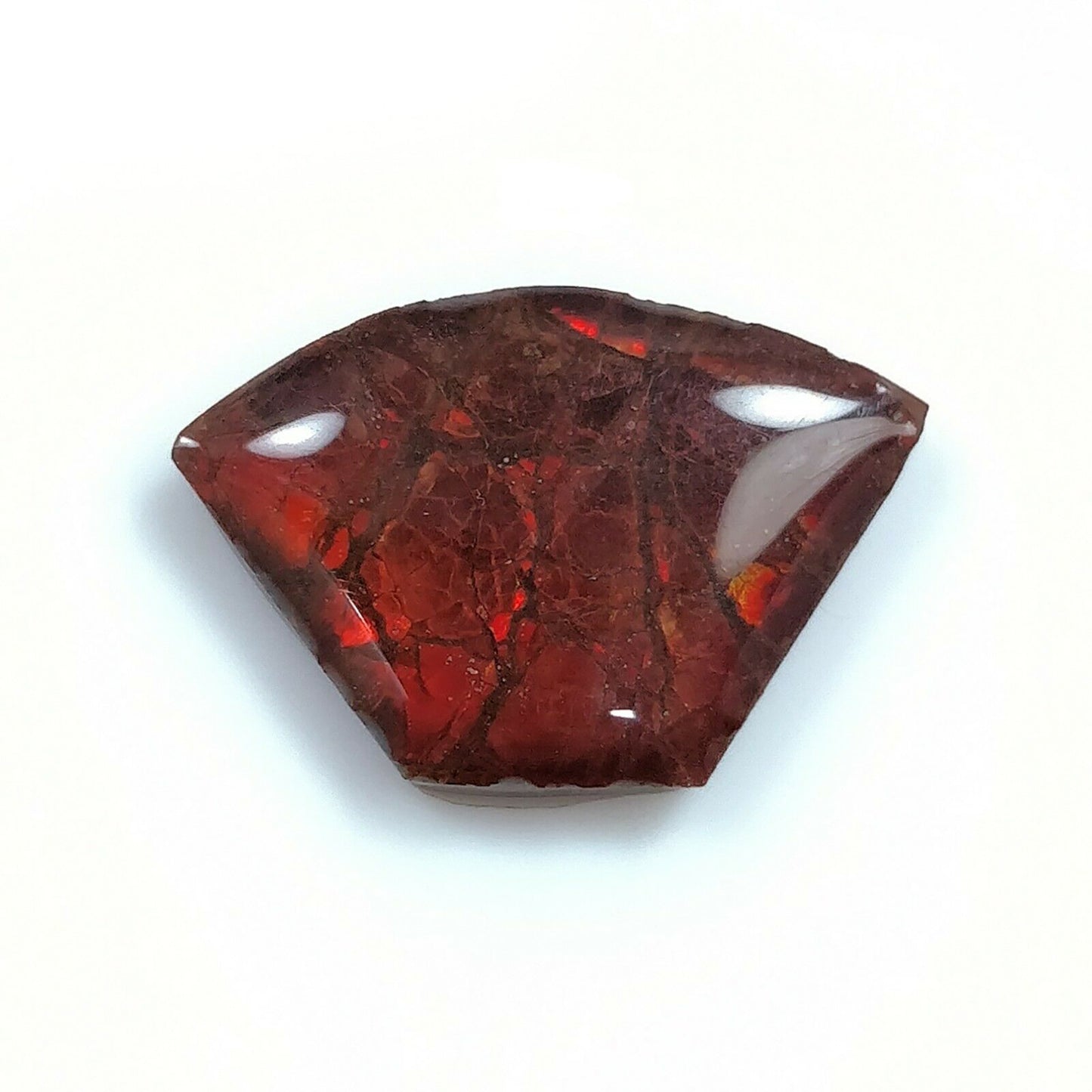 AMMOLITE Gemstone Cabochon : Natural Fossilized Shell Bi-Color Ammolite Uneven Shape Cabochon 14*20mm - 24*19mm 1pc