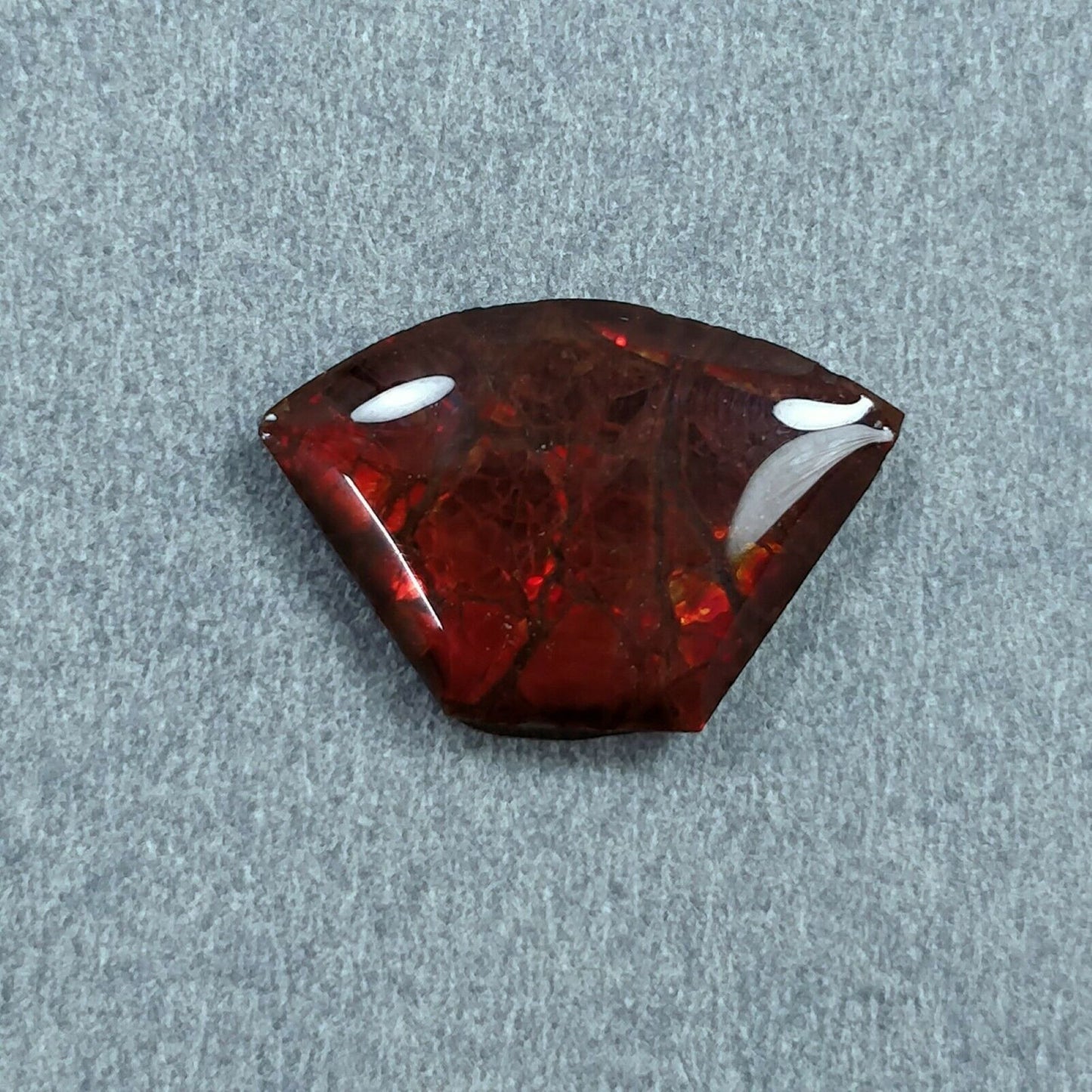 AMMOLITE Gemstone Cabochon : Natural Fossilized Shell Bi-Color Ammolite Uneven Shape Cabochon 14*20mm - 24*19mm 1pc