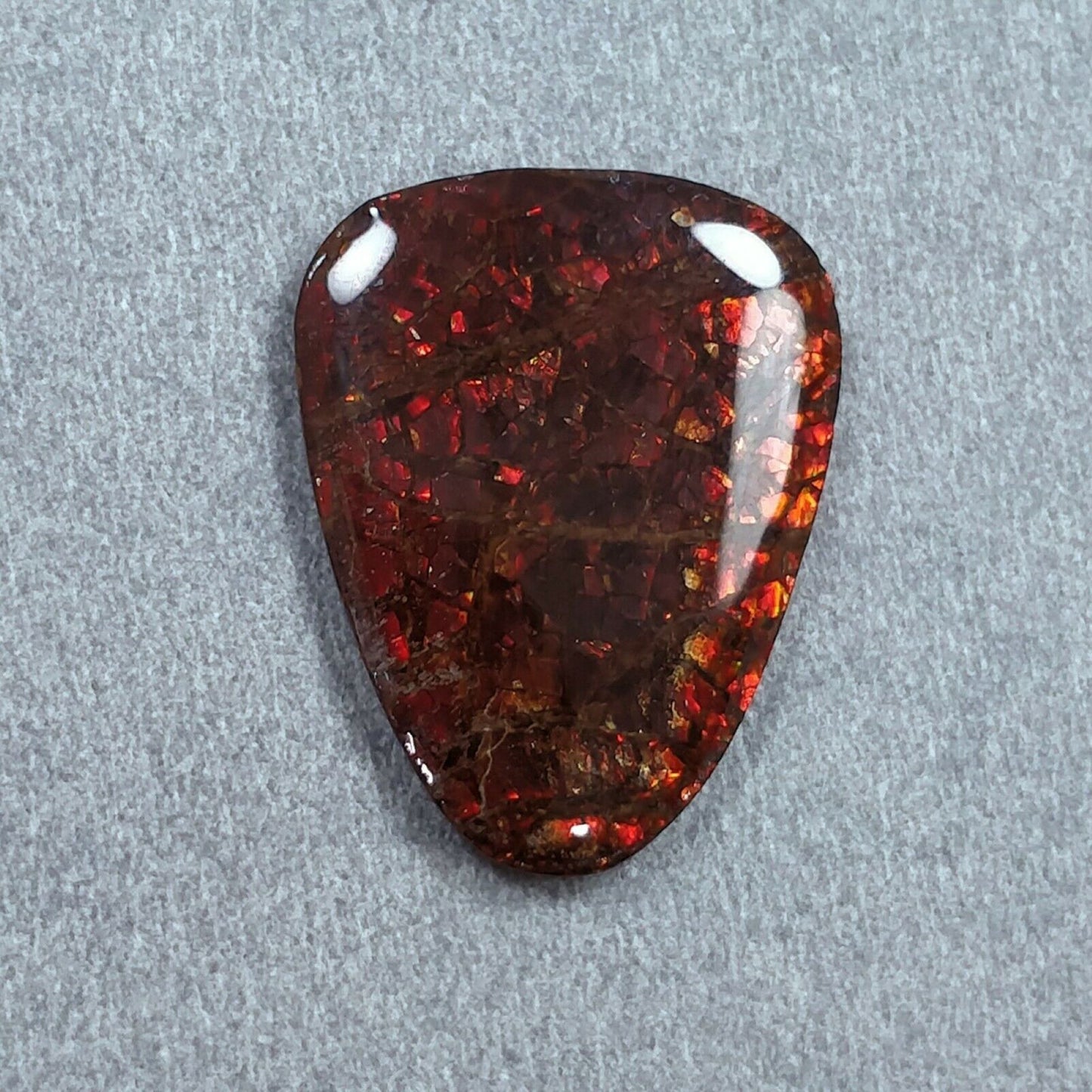 AMMOLITE Gemstone Cabochon : Natural Fossilized Shell Bi-Color Ammolite Uneven Shape Cabochon 14*20mm - 24*19mm 1pc