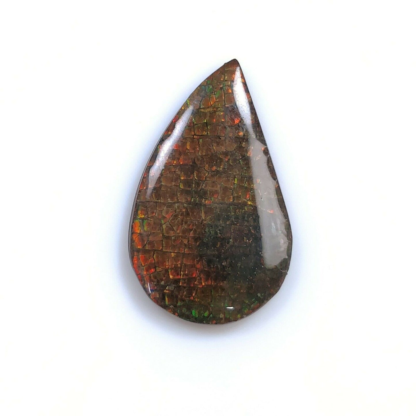 Ammolite Cabochon