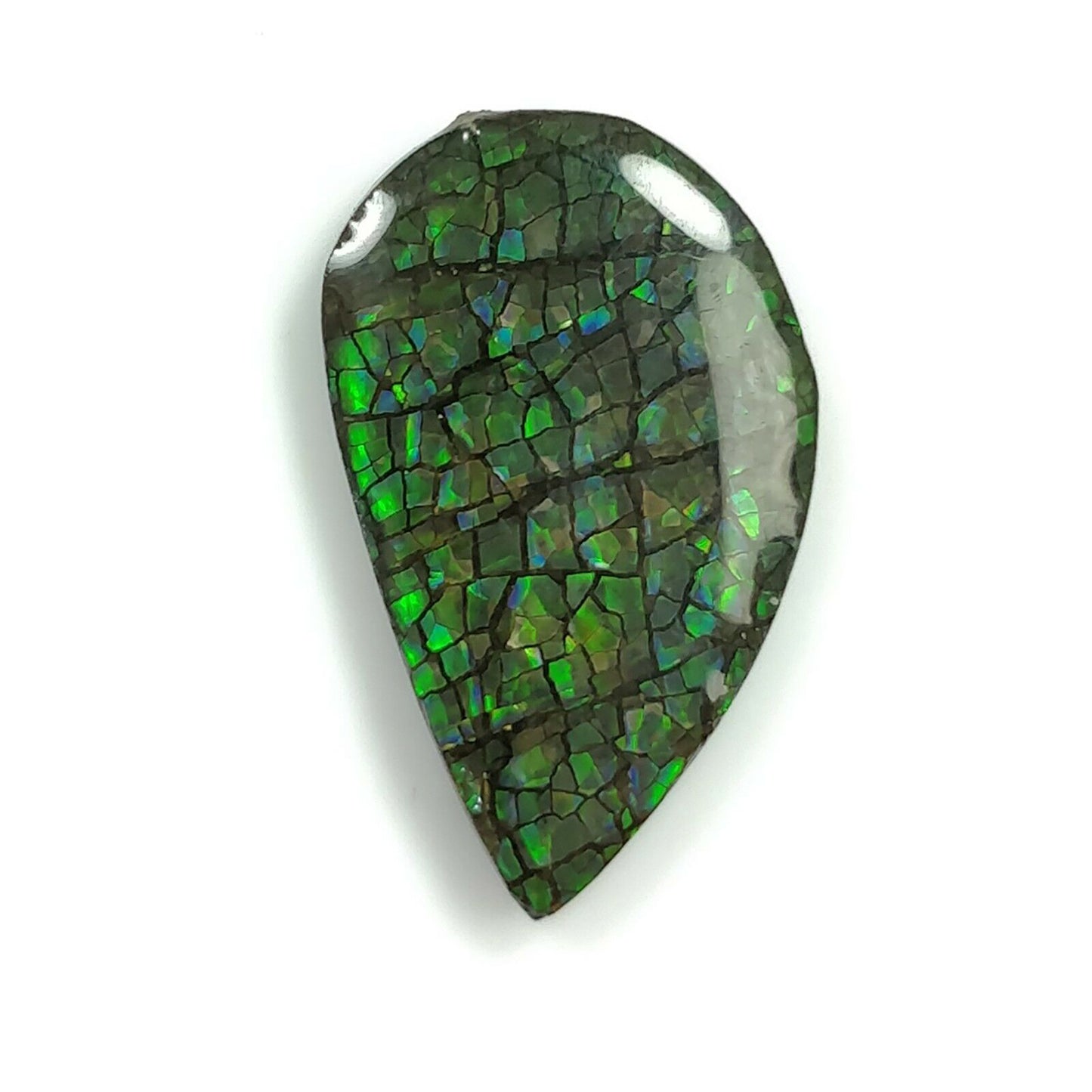 Ammolite Earring