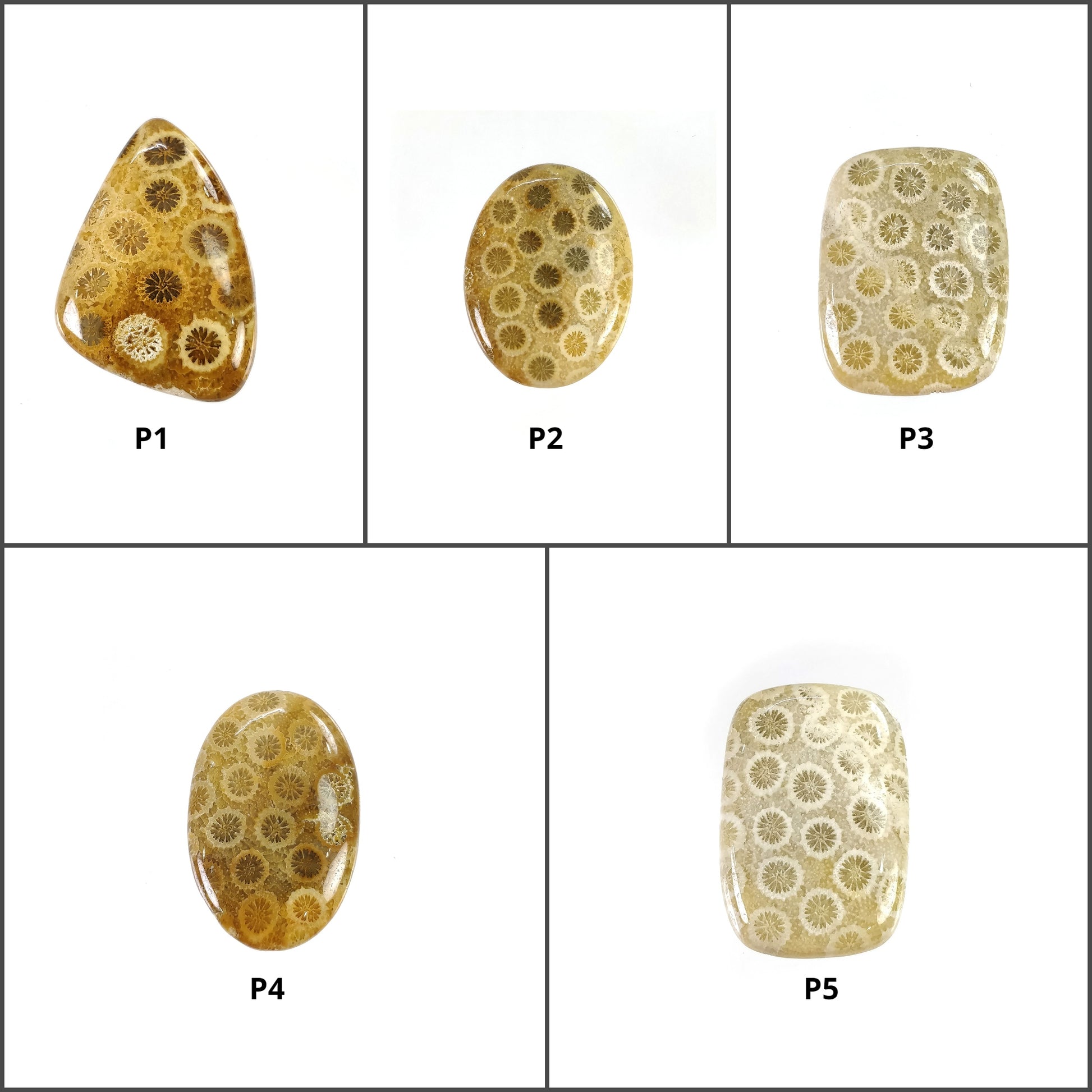 Fossil Coral