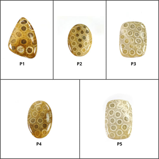 Fossil Coral