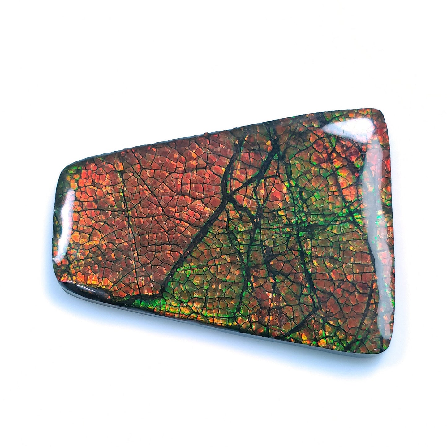 AMMOLITE Gemstone Cabochon : 80.00cts Natural Fossilized Shell Bi-Color Ammolite Uneven Shape Cabochon 46.5*35mm (With Video)