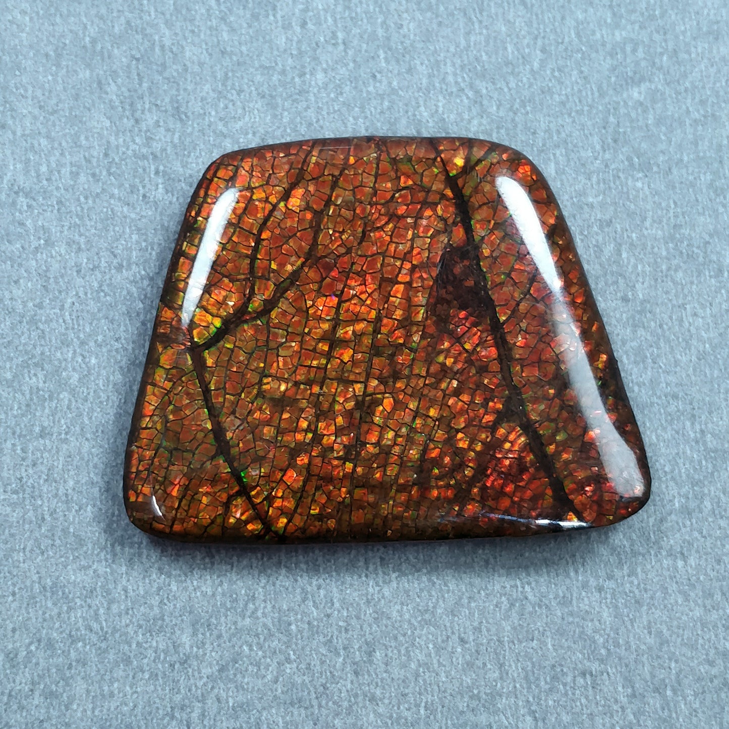 AMMOLITE Gemstone Cabochon : 56.90cts Natural Fossilized Shell Bi-Color Ammolite Trapezium Shape Cabochon 29*36mm (With Video)