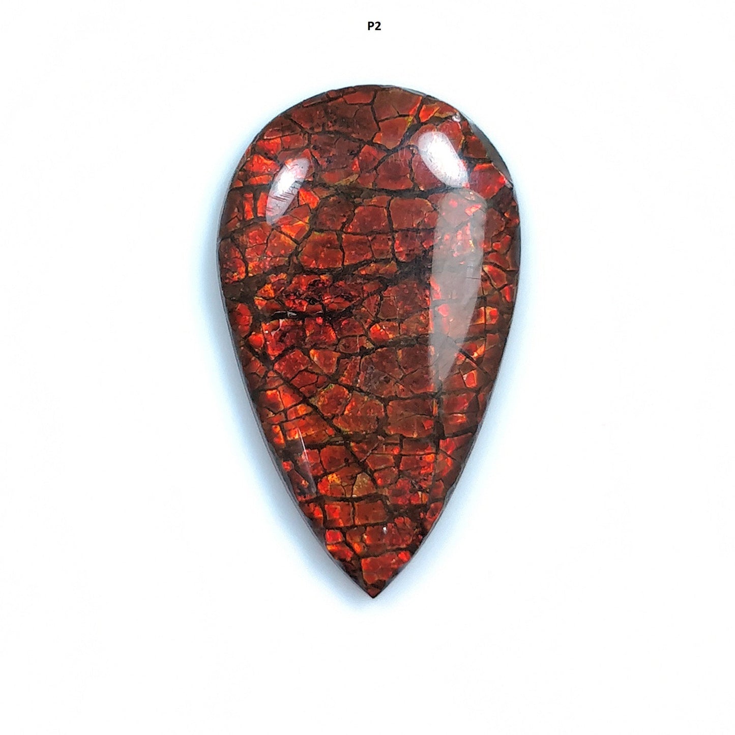 Rare Fire AMMOLITE Gemstone Cabochon : Natural Fossilized Shell Bi-Color Ammolite Pear Shape Cabochon 1pc (With Video)